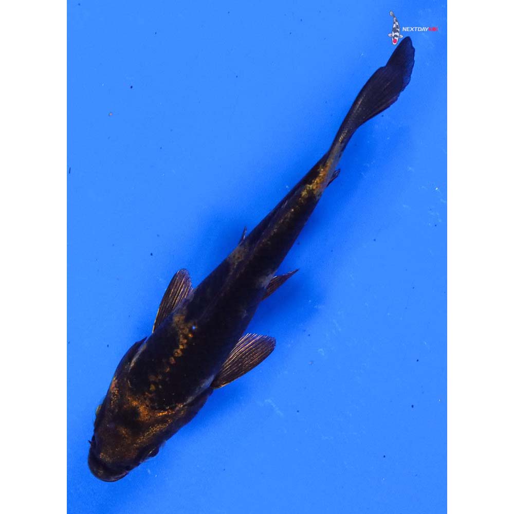 4” Imported Kin Hi Utsuri