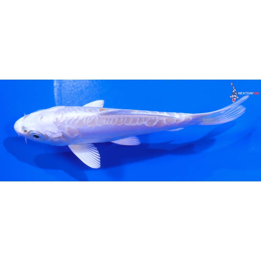 5” Imported Doitsu Lemon Hariwake