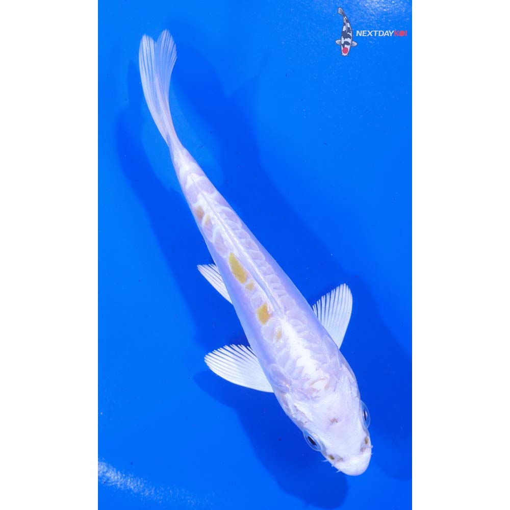 5” Imported Doitsu Lemon Hariwake