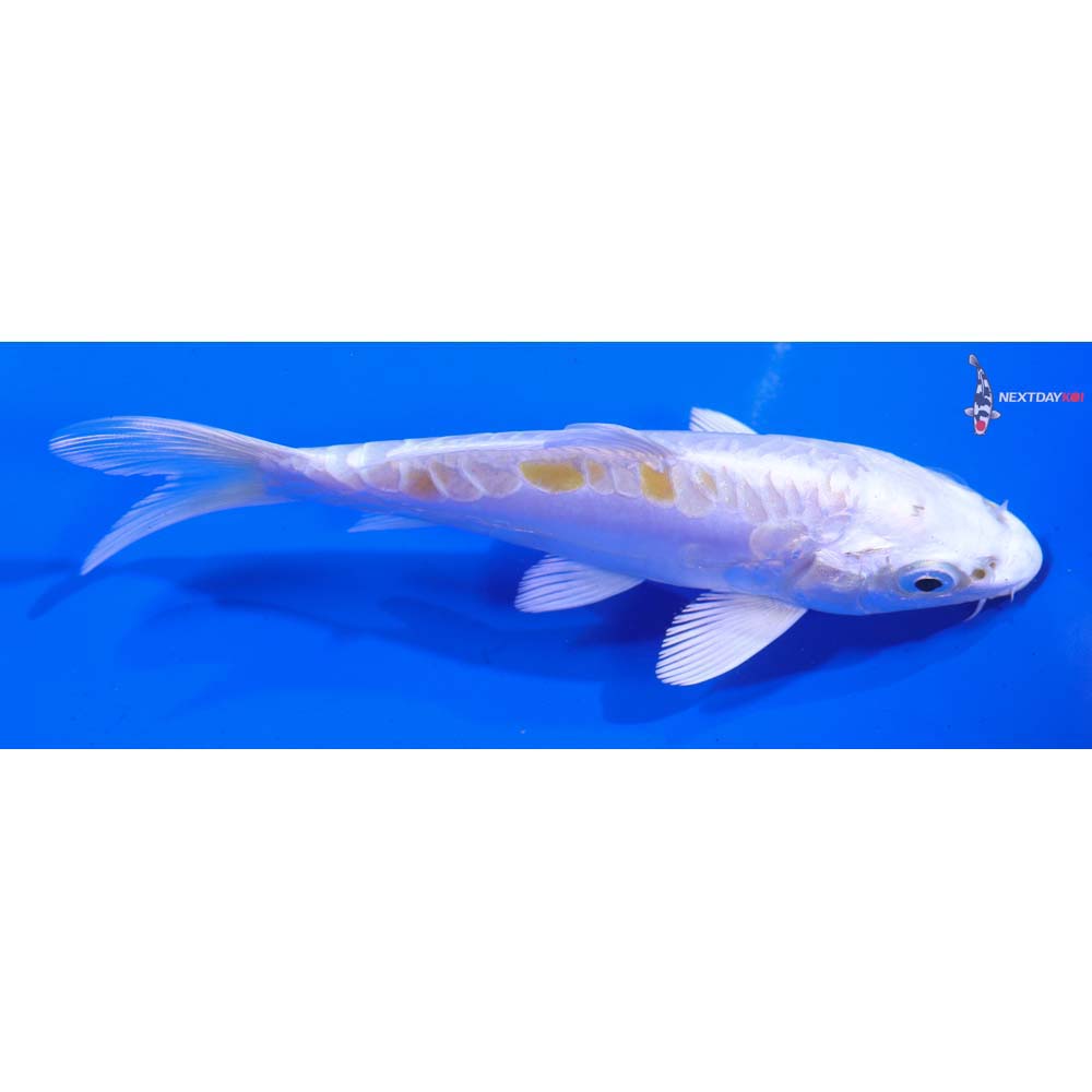 5” Imported Doitsu Lemon Hariwake