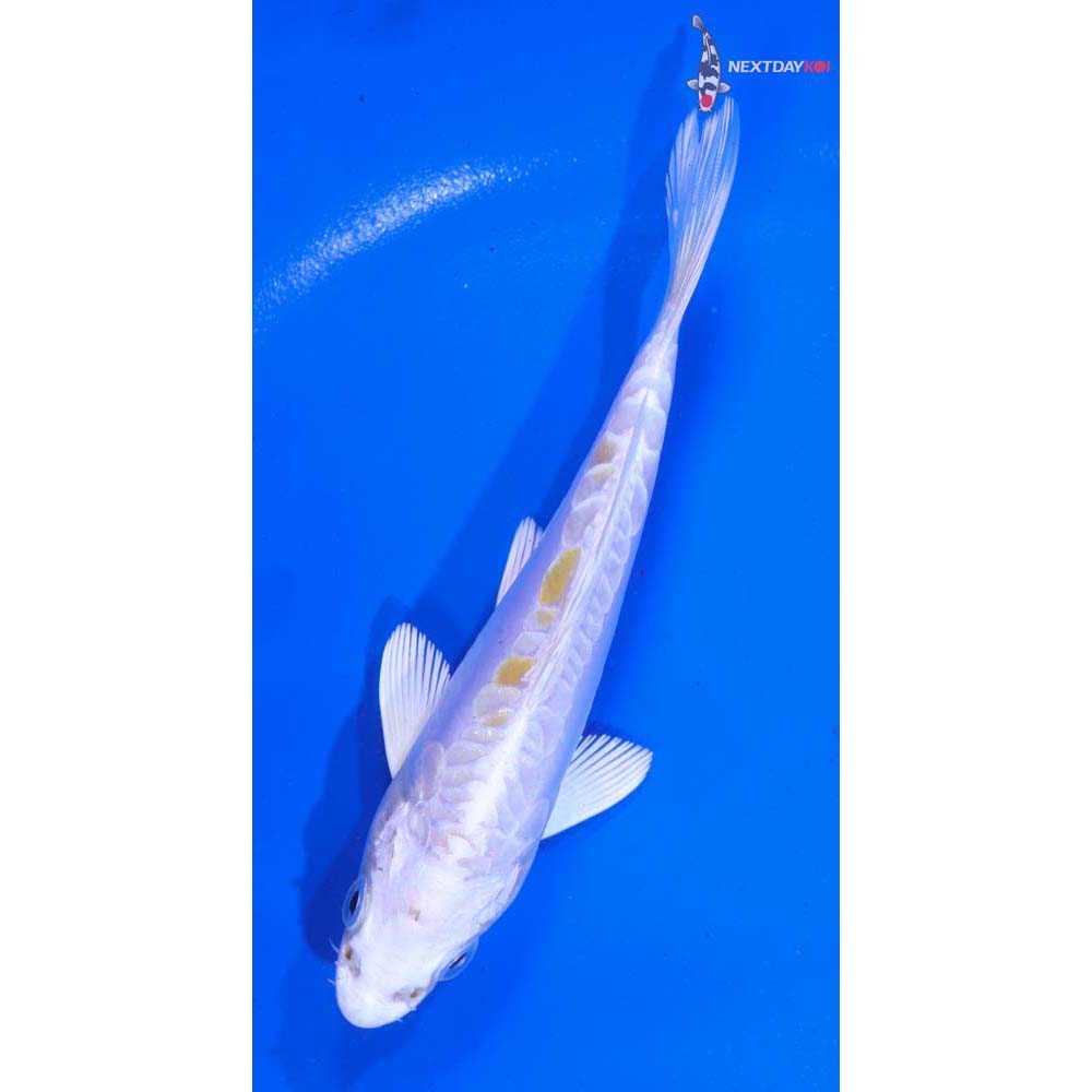 5” Imported Doitsu Lemon Hariwake