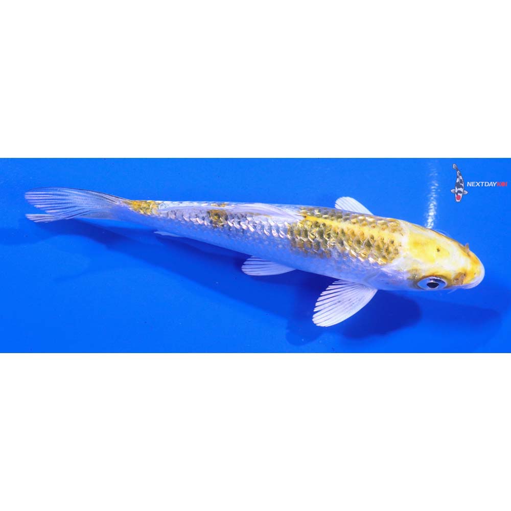 5” Imported Gin Rin Yamato Nishiki