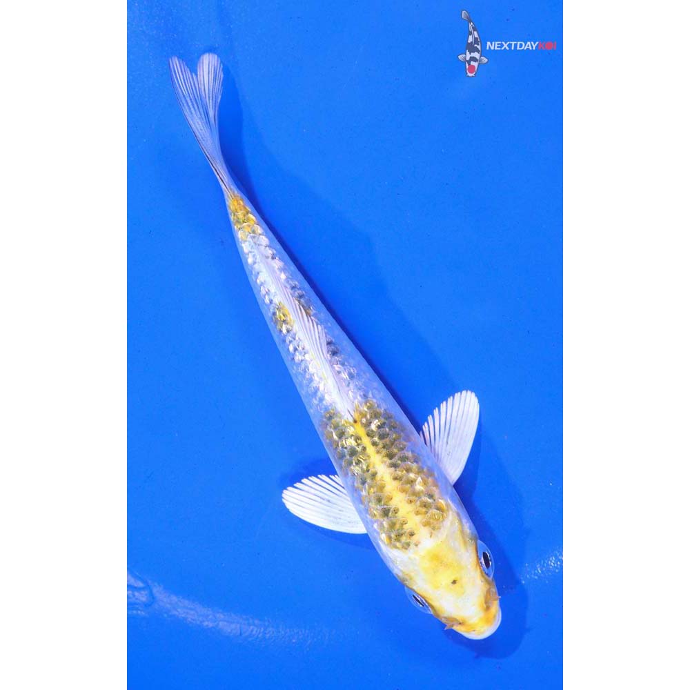 5” Imported Gin Rin Yamato Nishiki