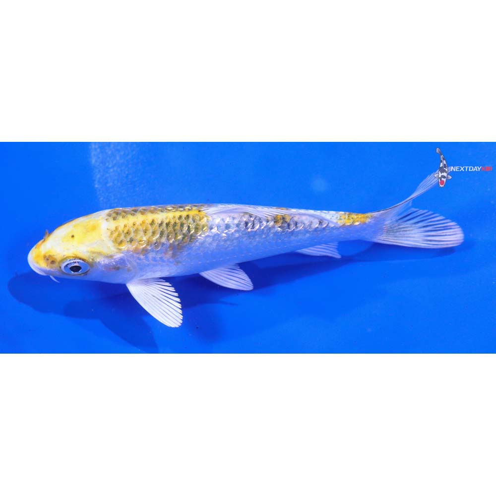 5” Imported Gin Rin Yamato Nishiki