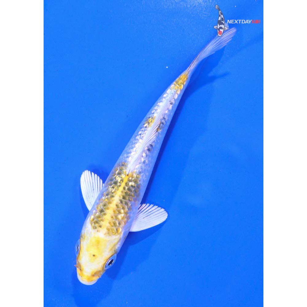 5” Imported Gin Rin Yamato Nishiki