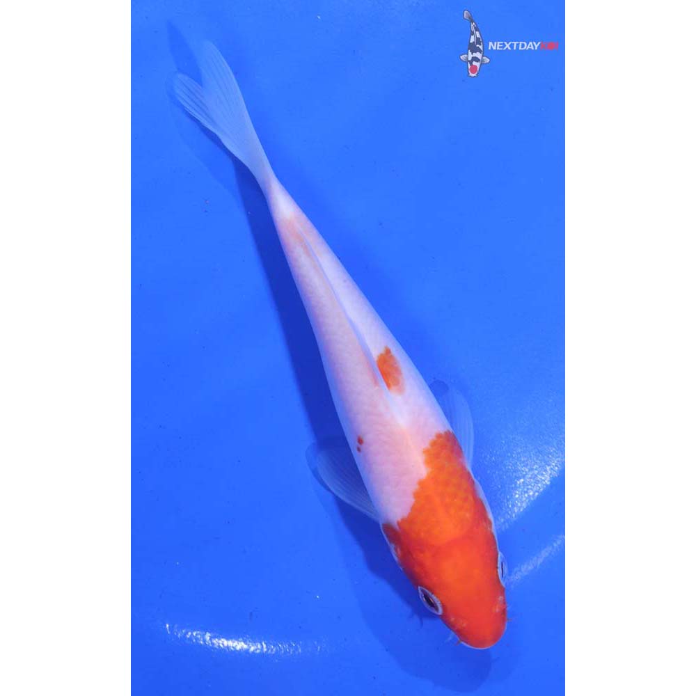 5.5” Imported Kohaku