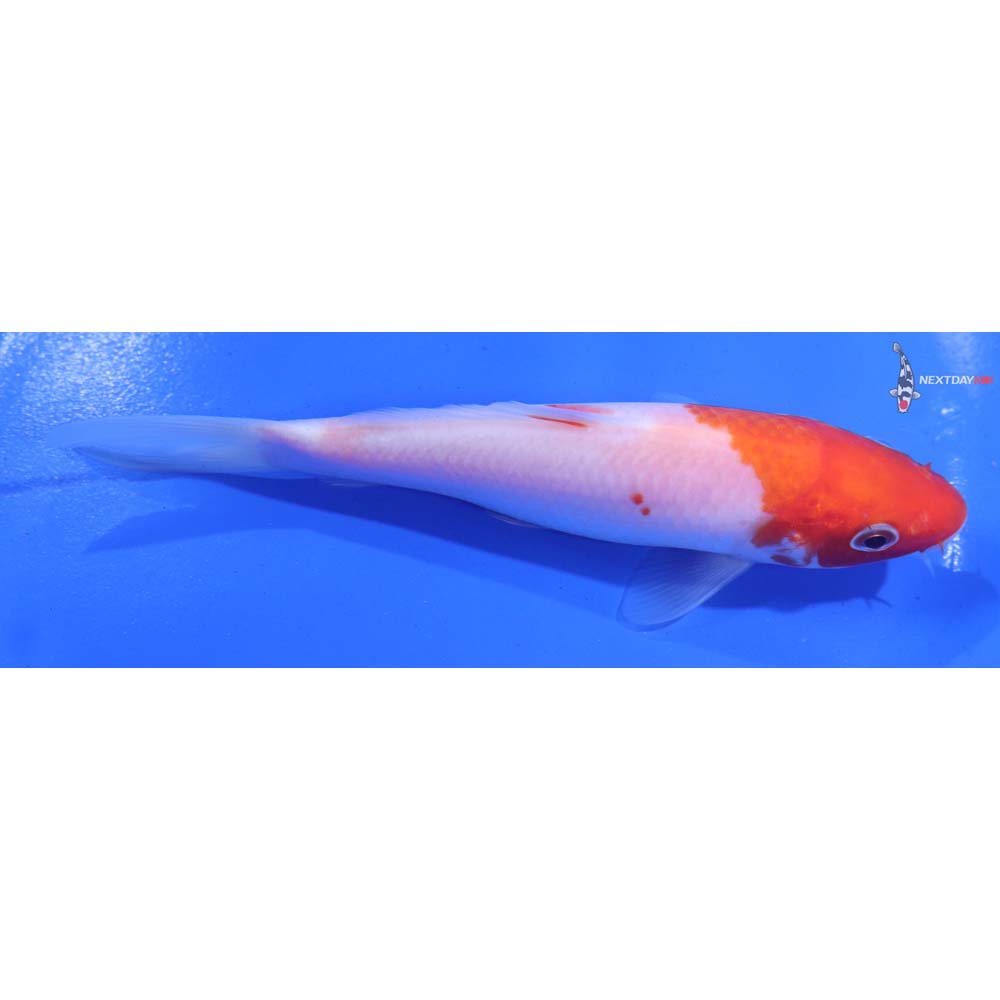 5.5” Imported Kohaku