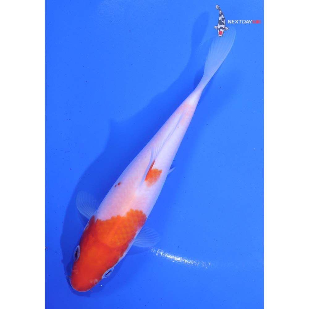 5.5” Imported Kohaku