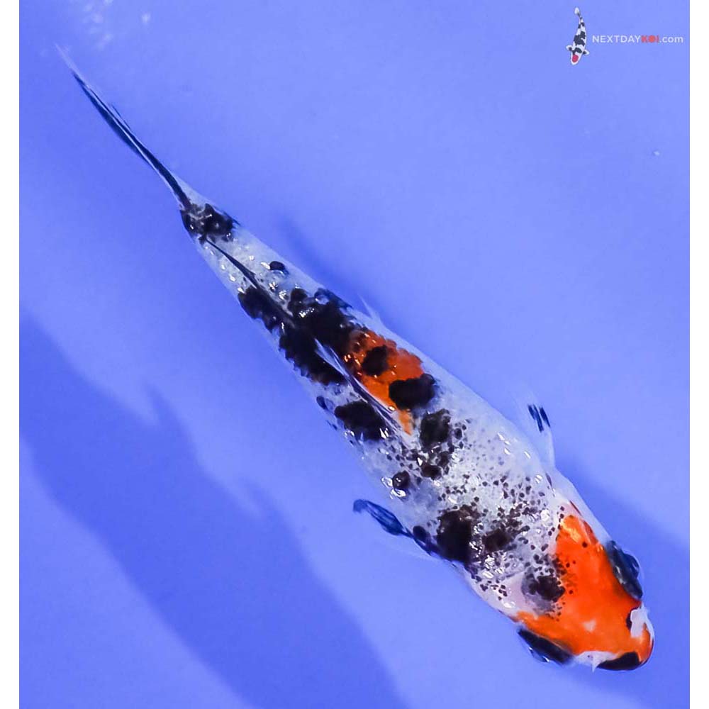 3” Imported Gin Rin Sanke