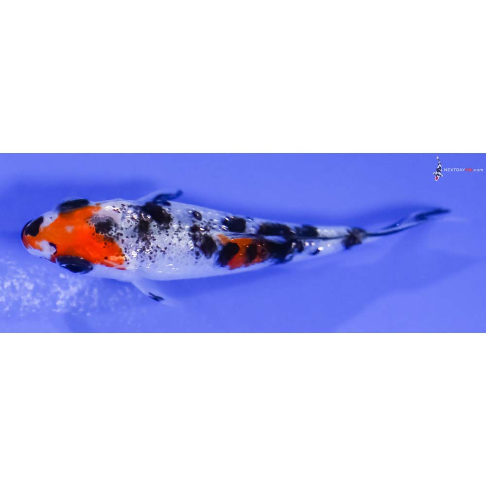 3” Imported Gin Rin Sanke