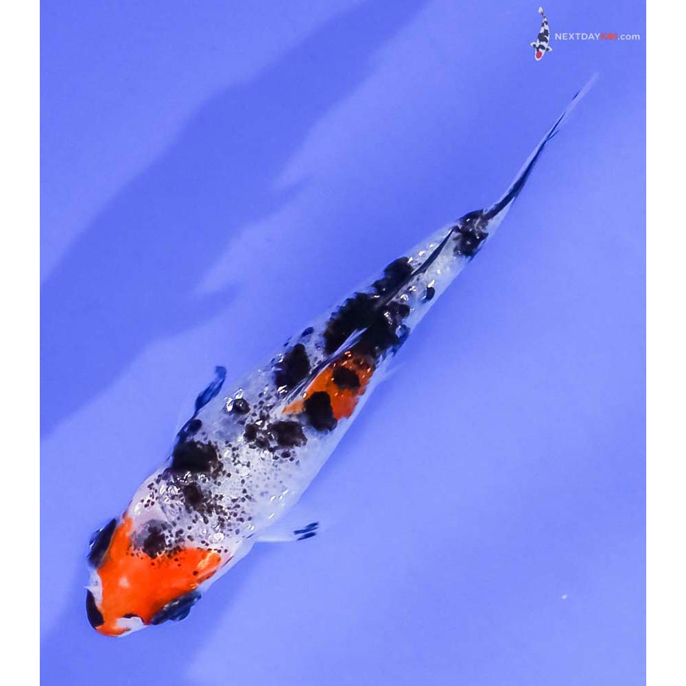 3” Imported Gin Rin Sanke