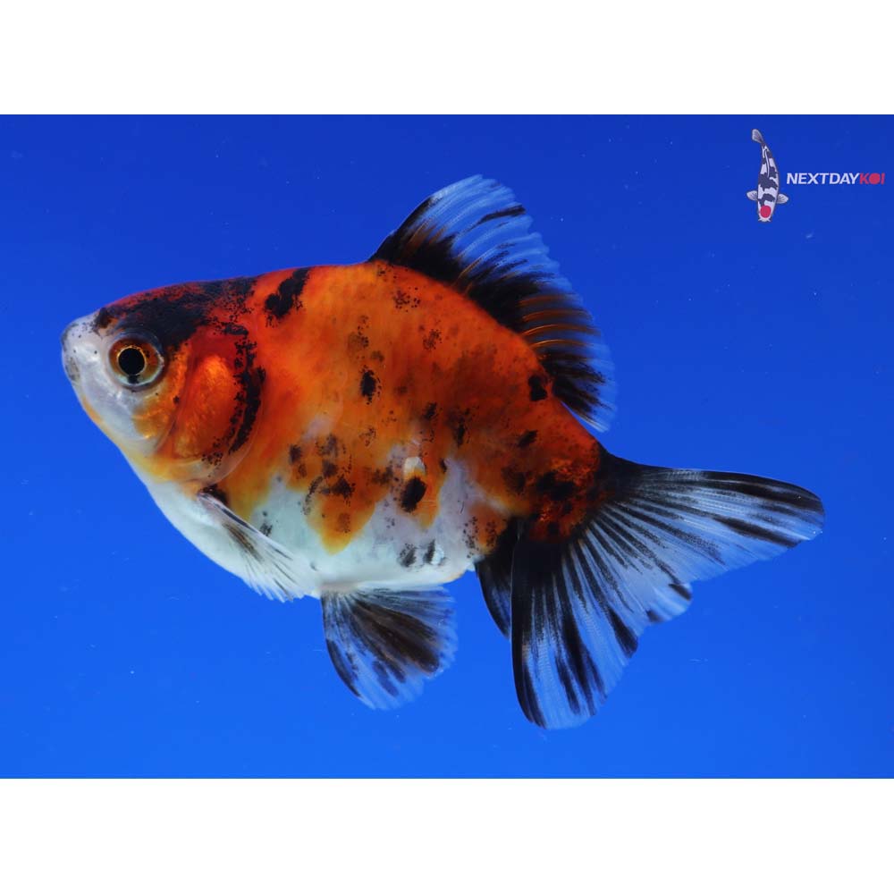 3.5” Imported Calico Ryukin