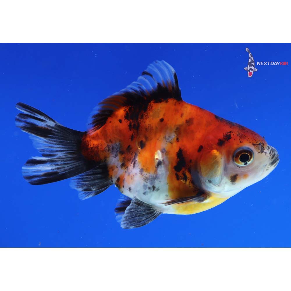 3.5” Imported Calico Ryukin