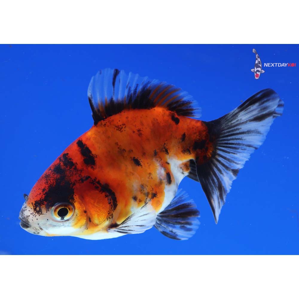 3.5” Imported Calico Ryukin