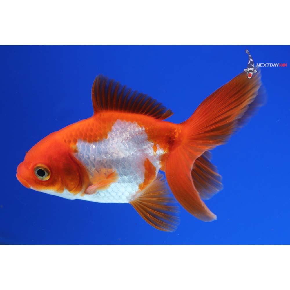 3” Imported Male Red and White Ryukin