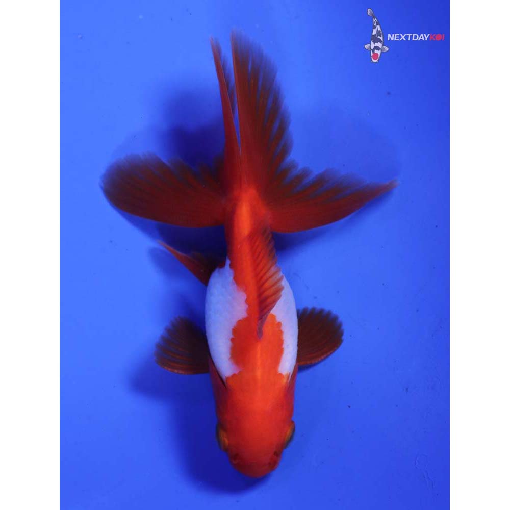 3” Imported Male Red and White Ryukin