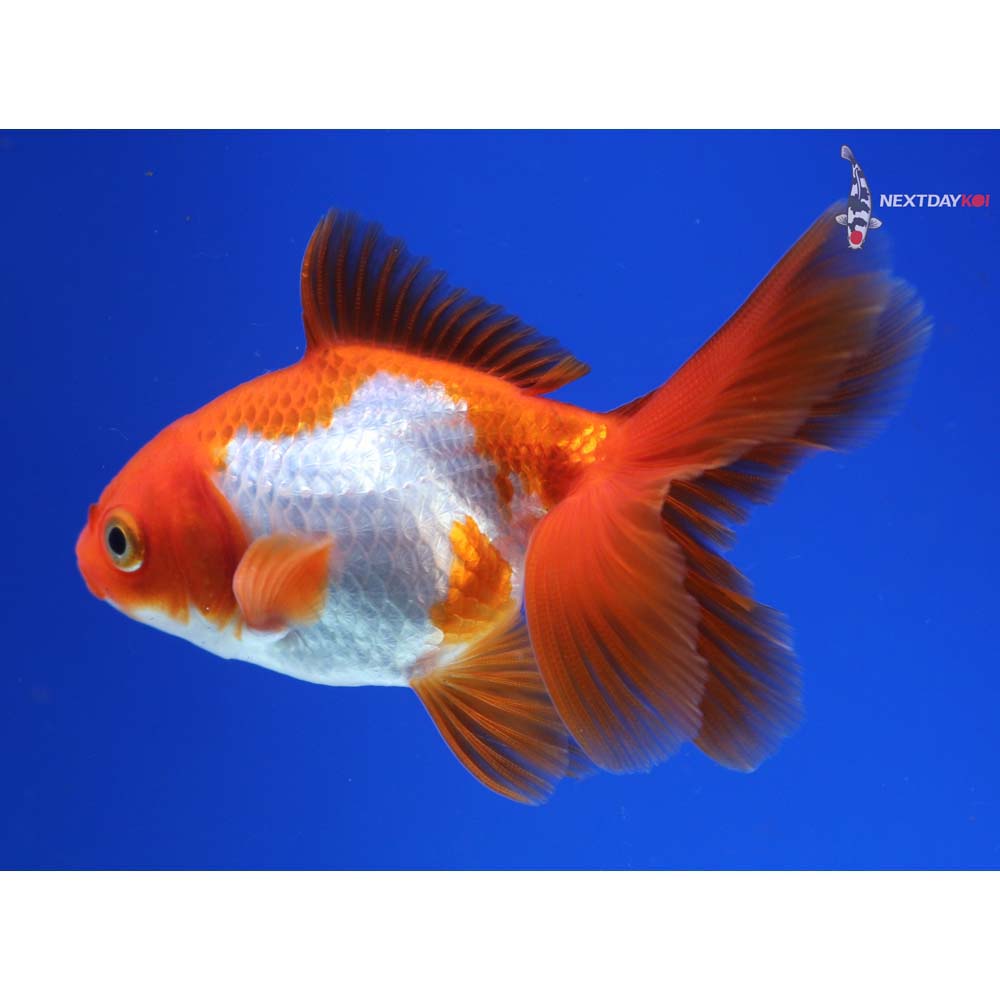 3” Imported Male Red and White Ryukin