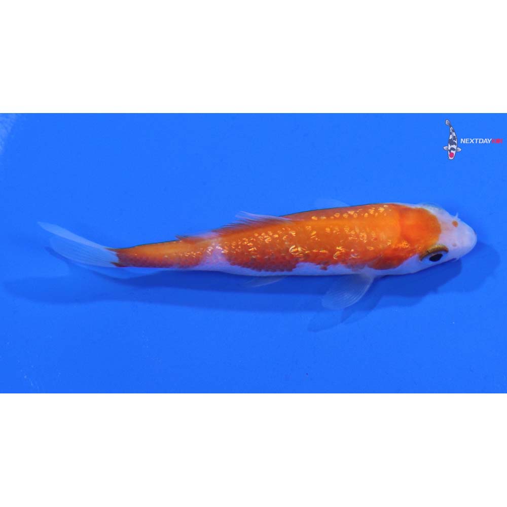 3” Imported Gin Rin Kohaku