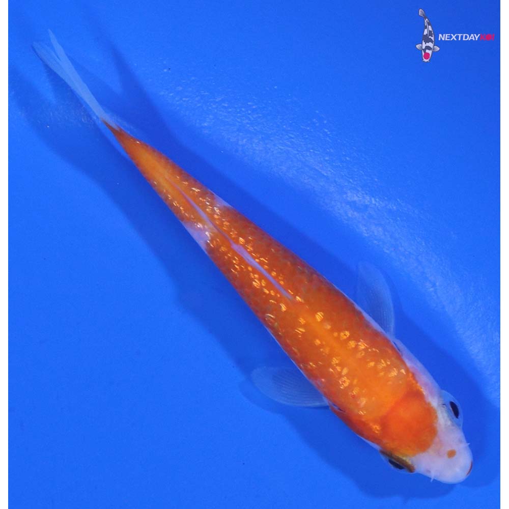 3” Imported Gin Rin Kohaku
