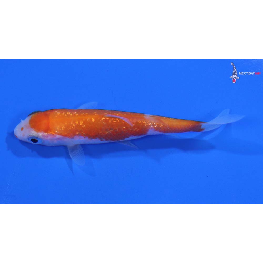 3” Imported Gin Rin Kohaku
