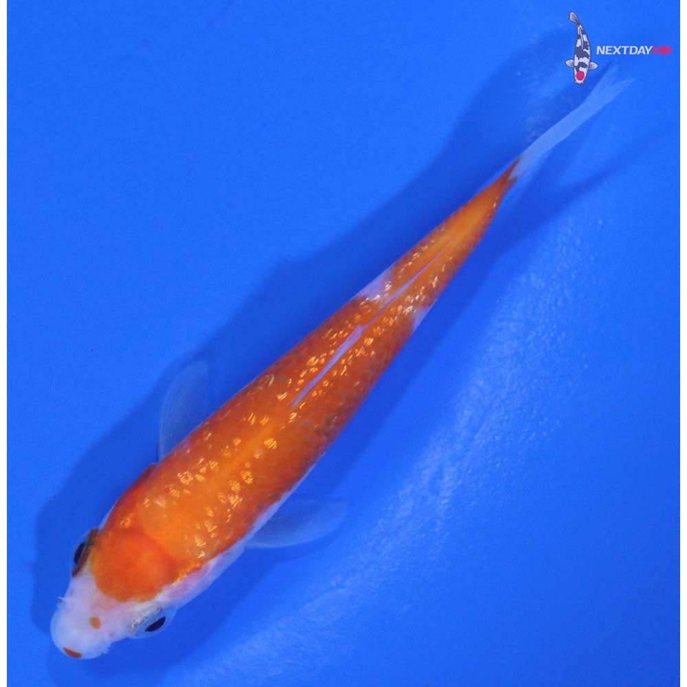 3” Imported Gin Rin Kohaku