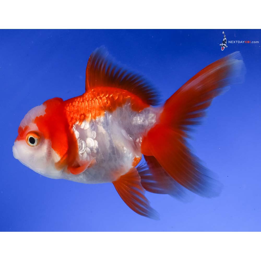 4” Imported Red and White Oranda