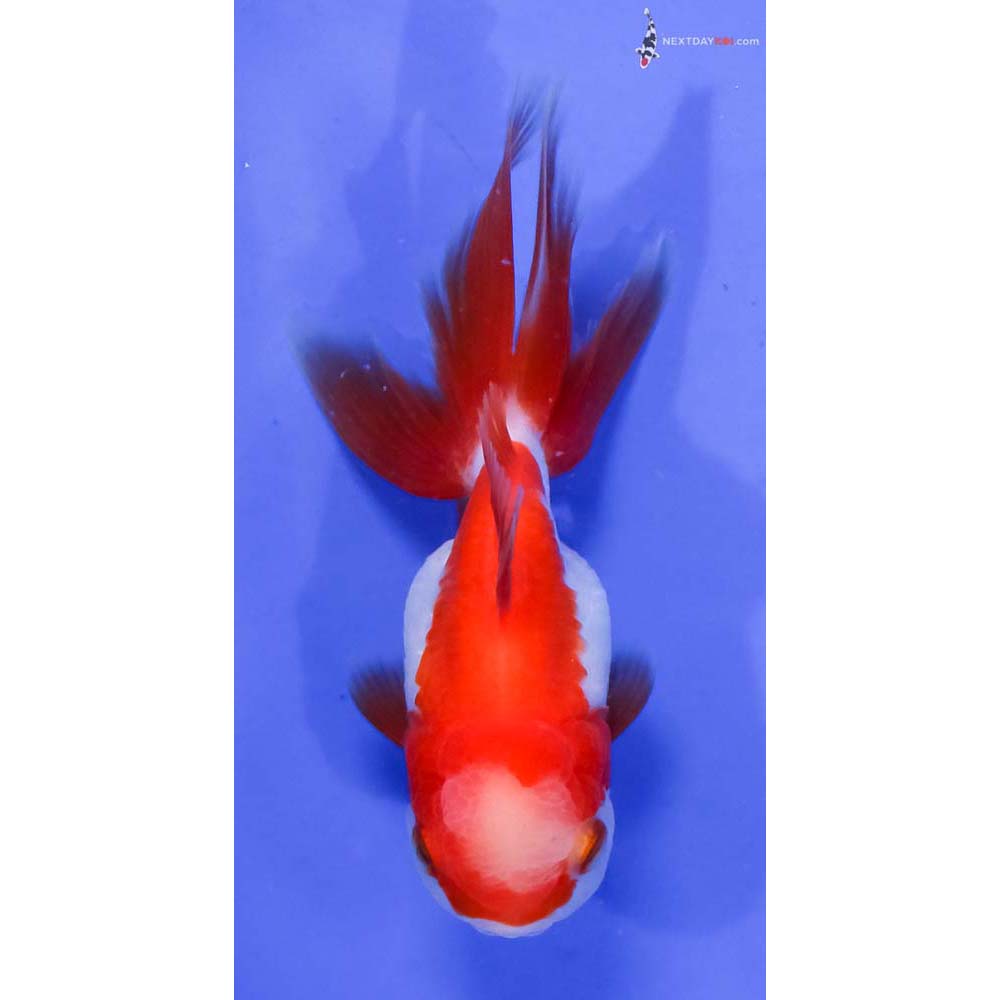 4” Imported Red and White Oranda