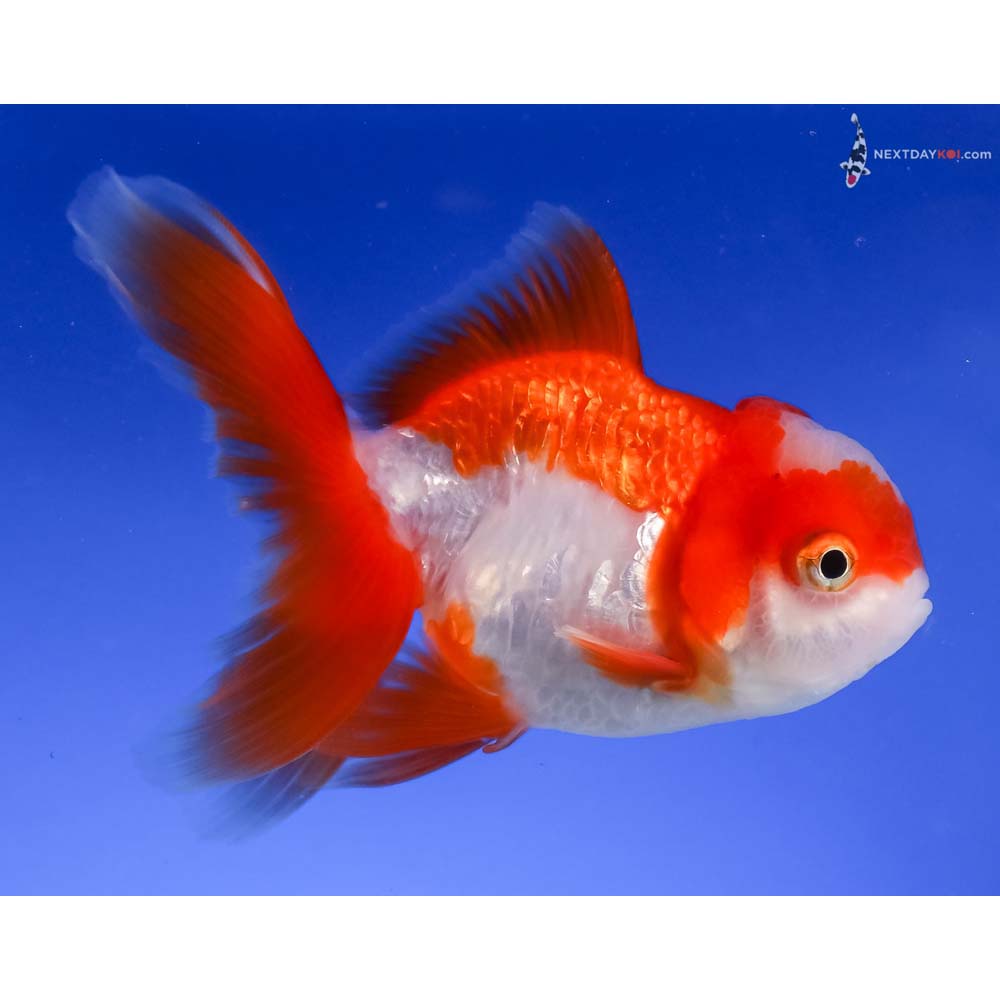 4” Imported Red and White Oranda