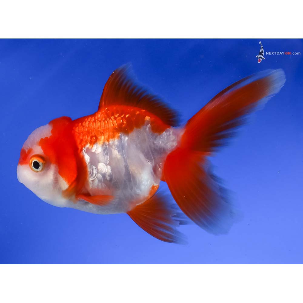 4” Imported Red and White Oranda