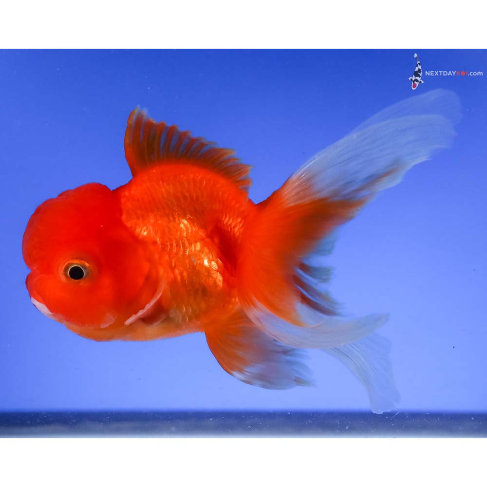4.5” Imported Red and White Oranda