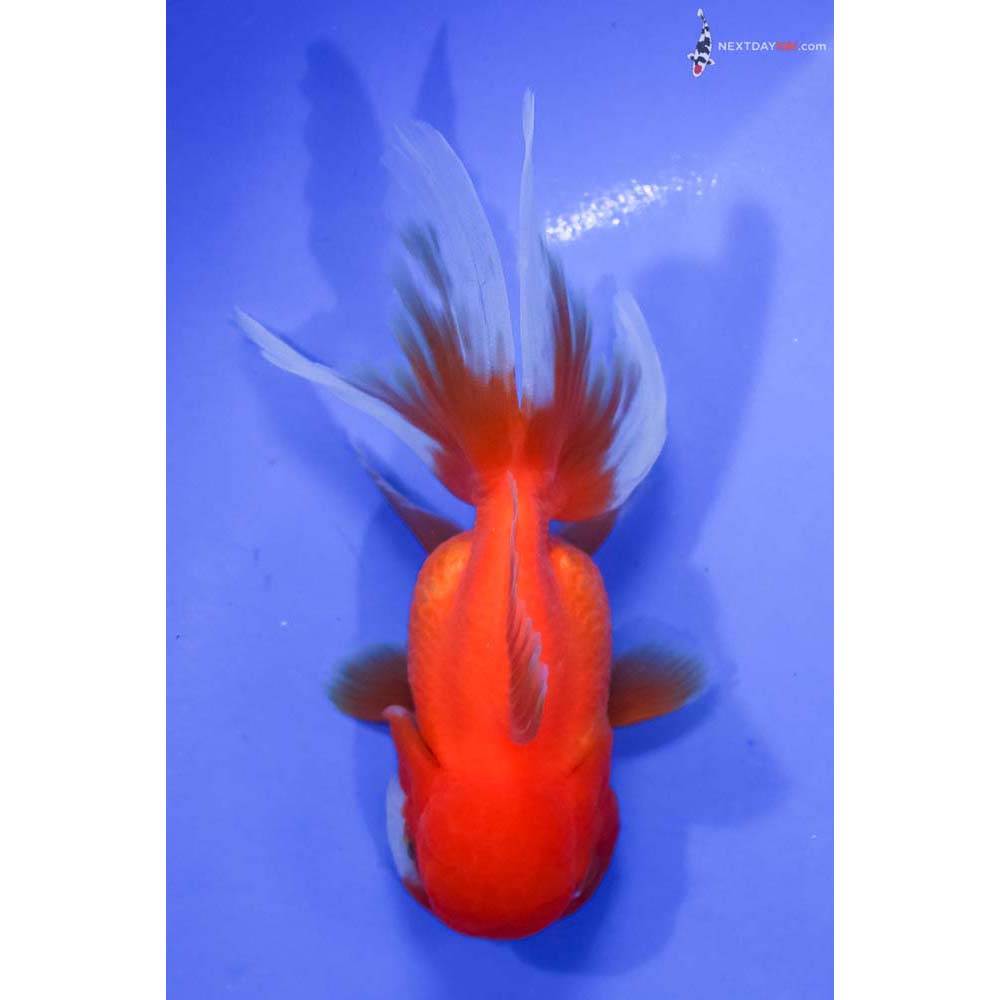4.5” Imported Red and White Oranda