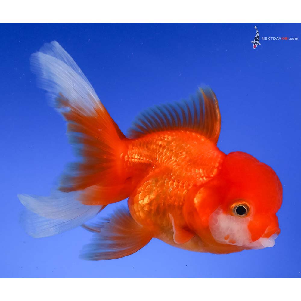 4.5” Imported Red and White Oranda
