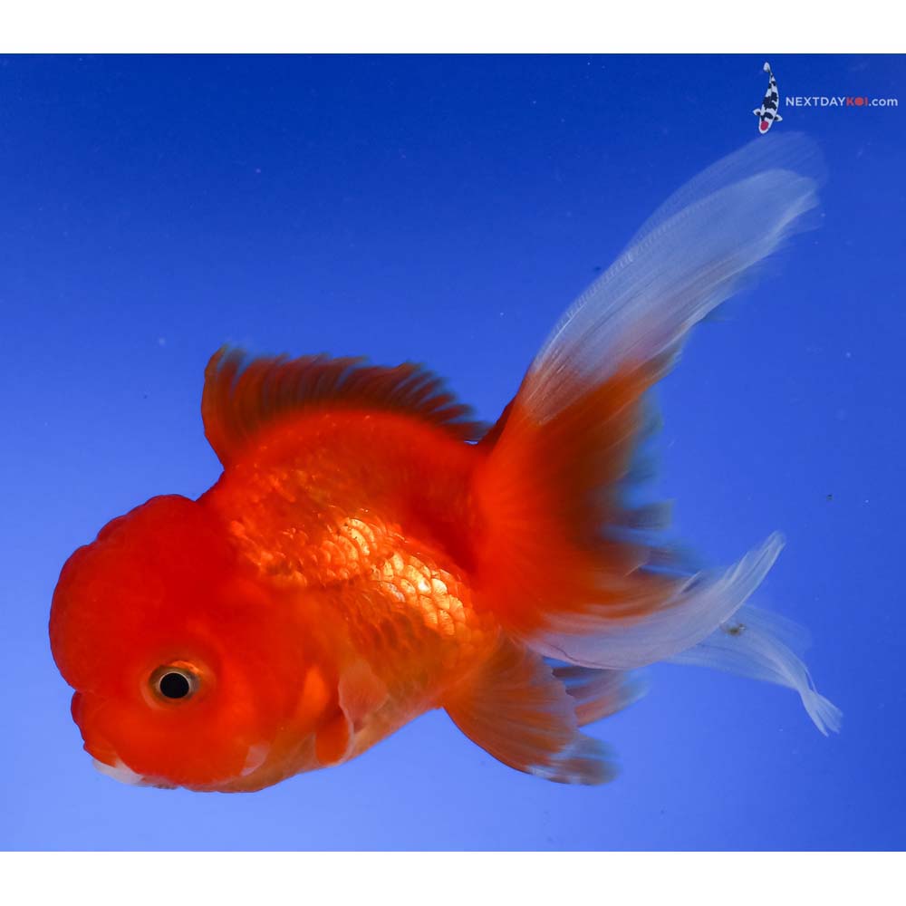 4.5” Imported Red and White Oranda