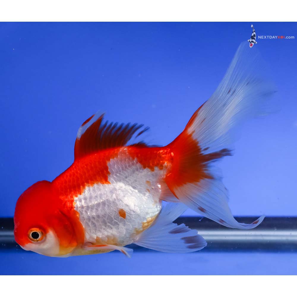 5” Imported Red and White Oranda
