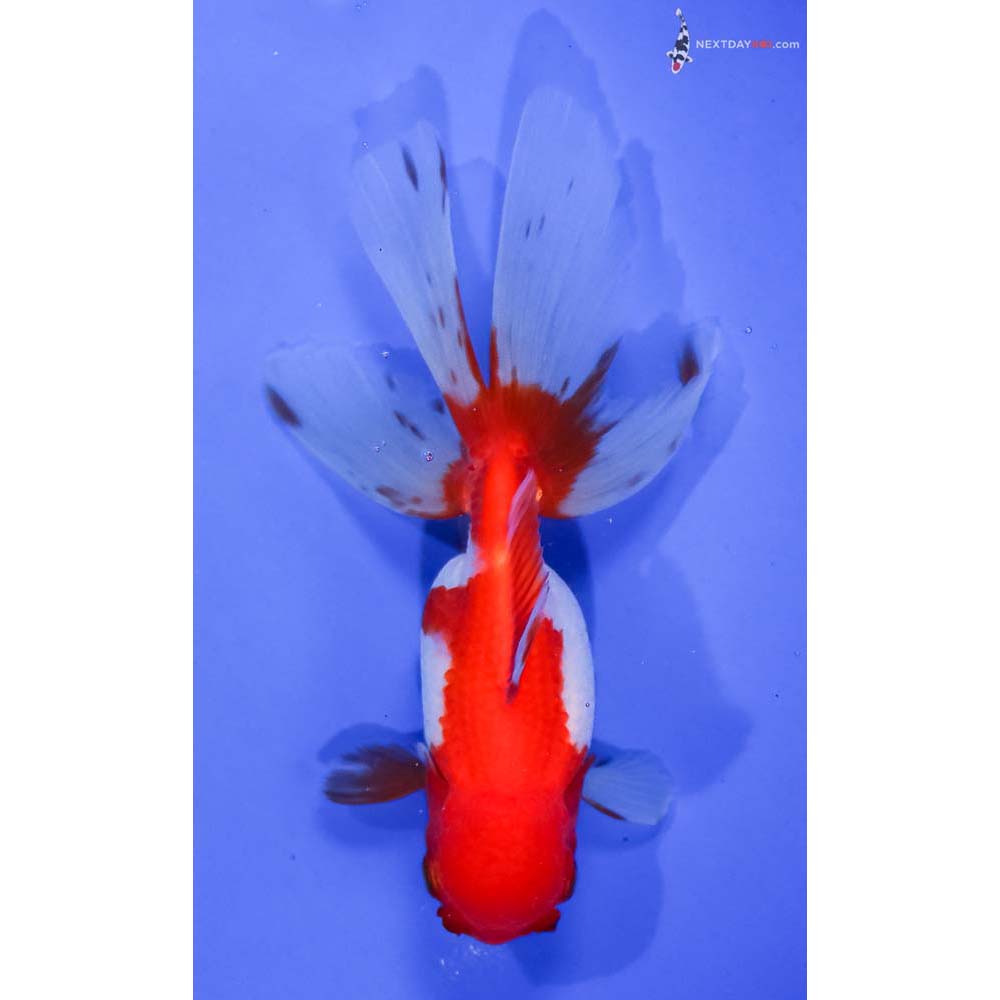 5” Imported Red and White Oranda