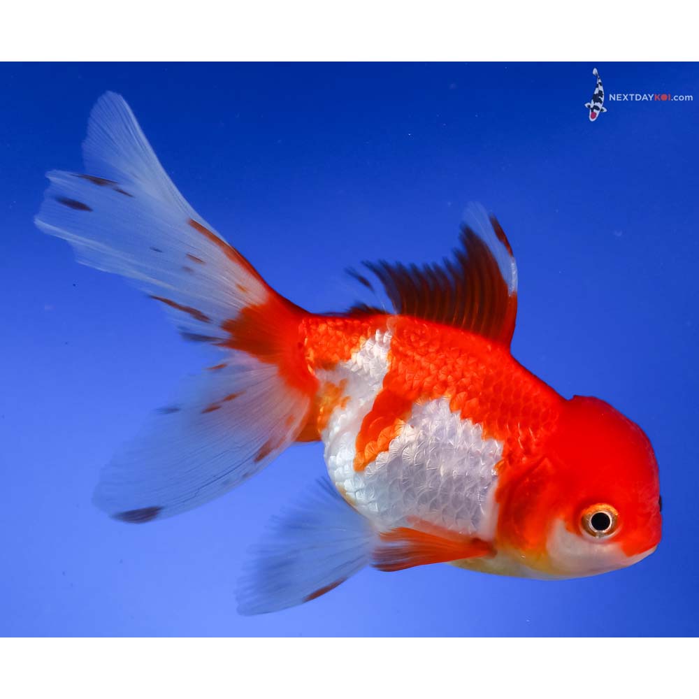 5” Imported Red and White Oranda