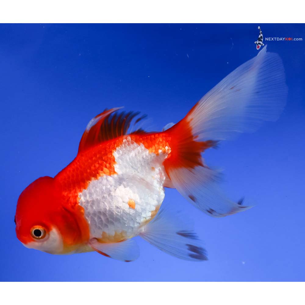 5” Imported Red and White Oranda