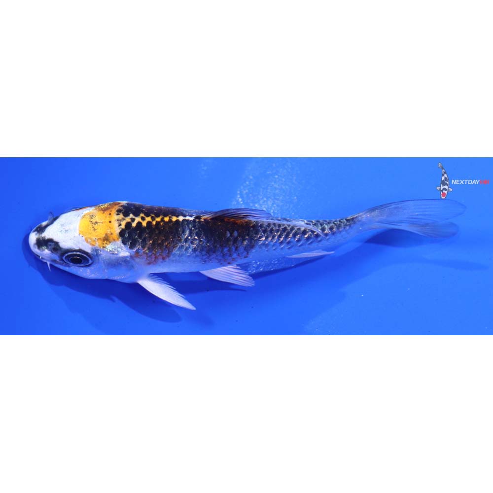 4” Imported Kujaku