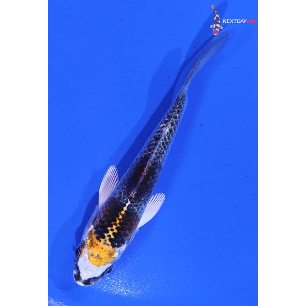 4” Imported Kujaku