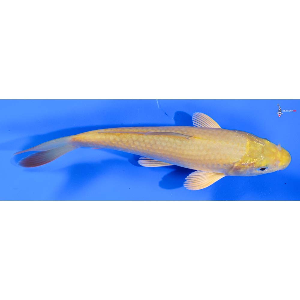 6” Imported Chagoi