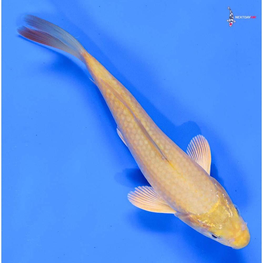 6” Imported Chagoi