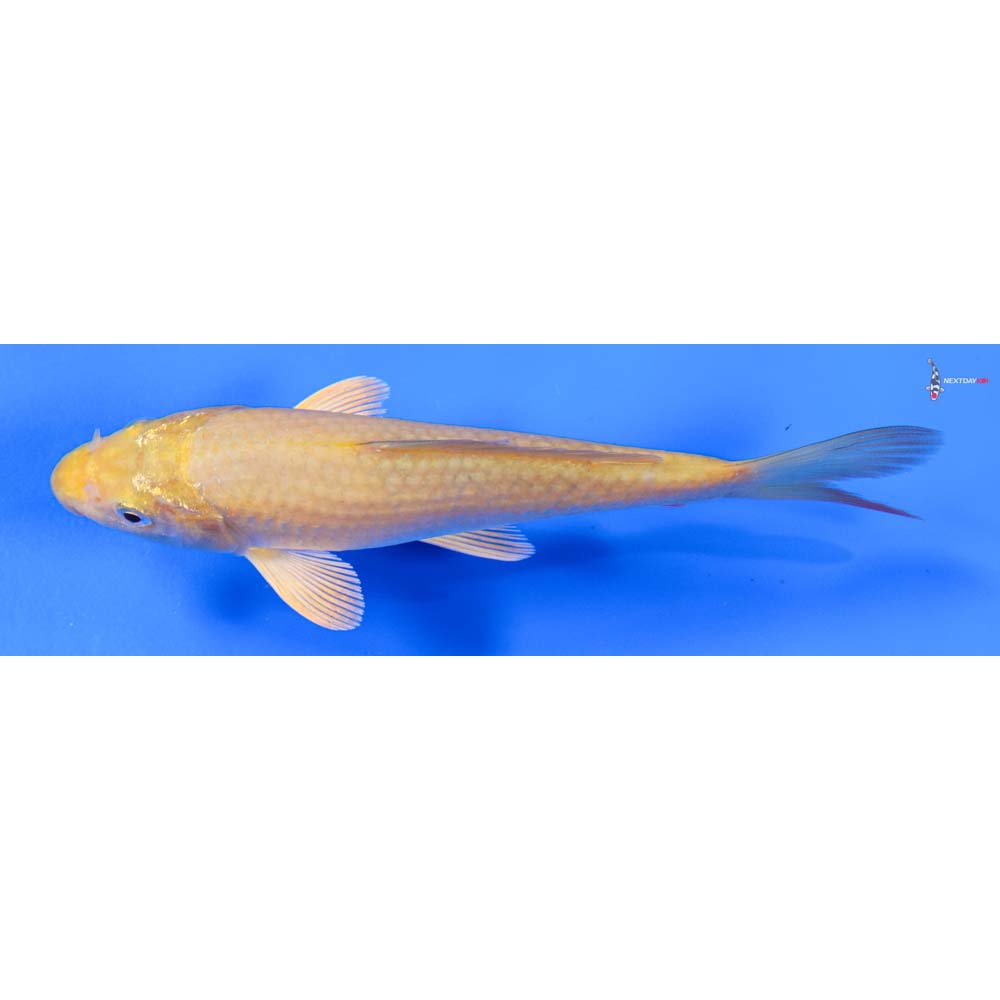 6” Imported Chagoi