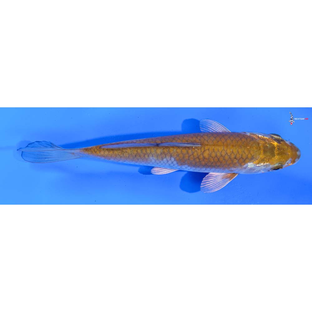 6” Imported Ochiba Shigure