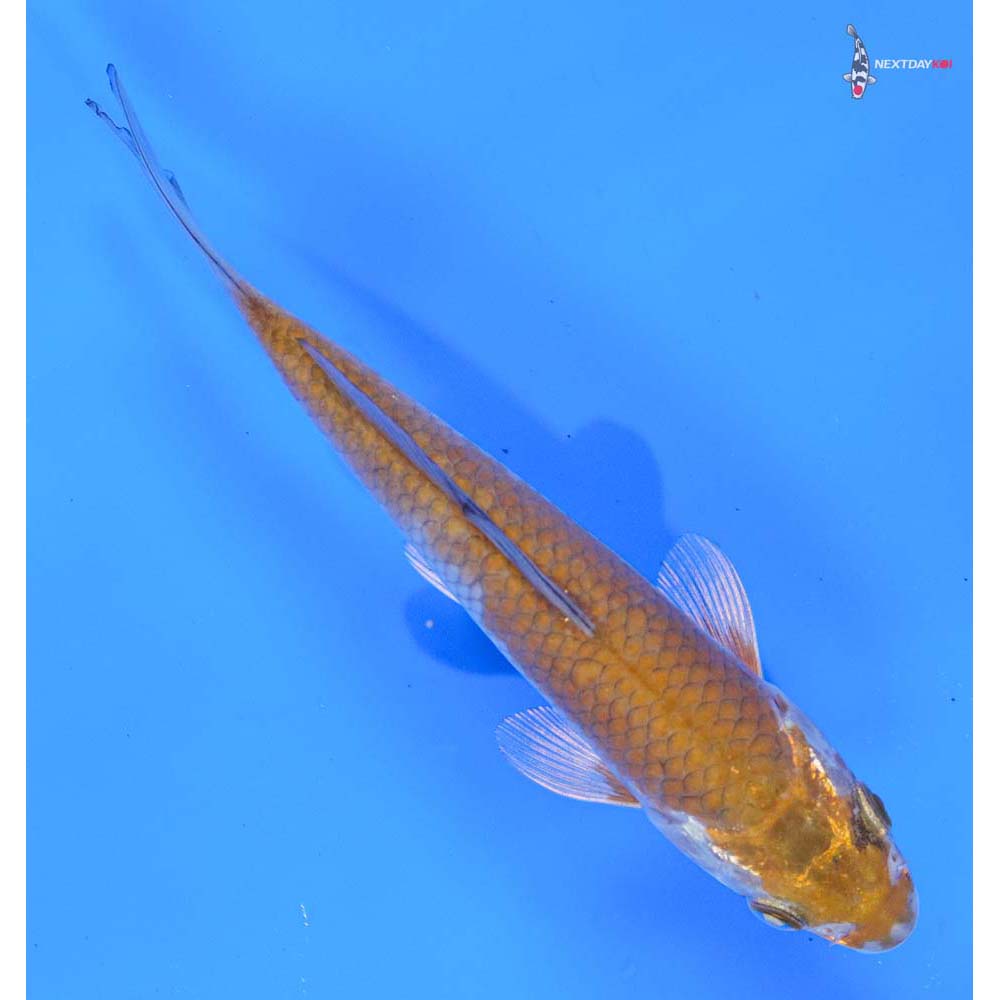 6” Imported Ochiba Shigure