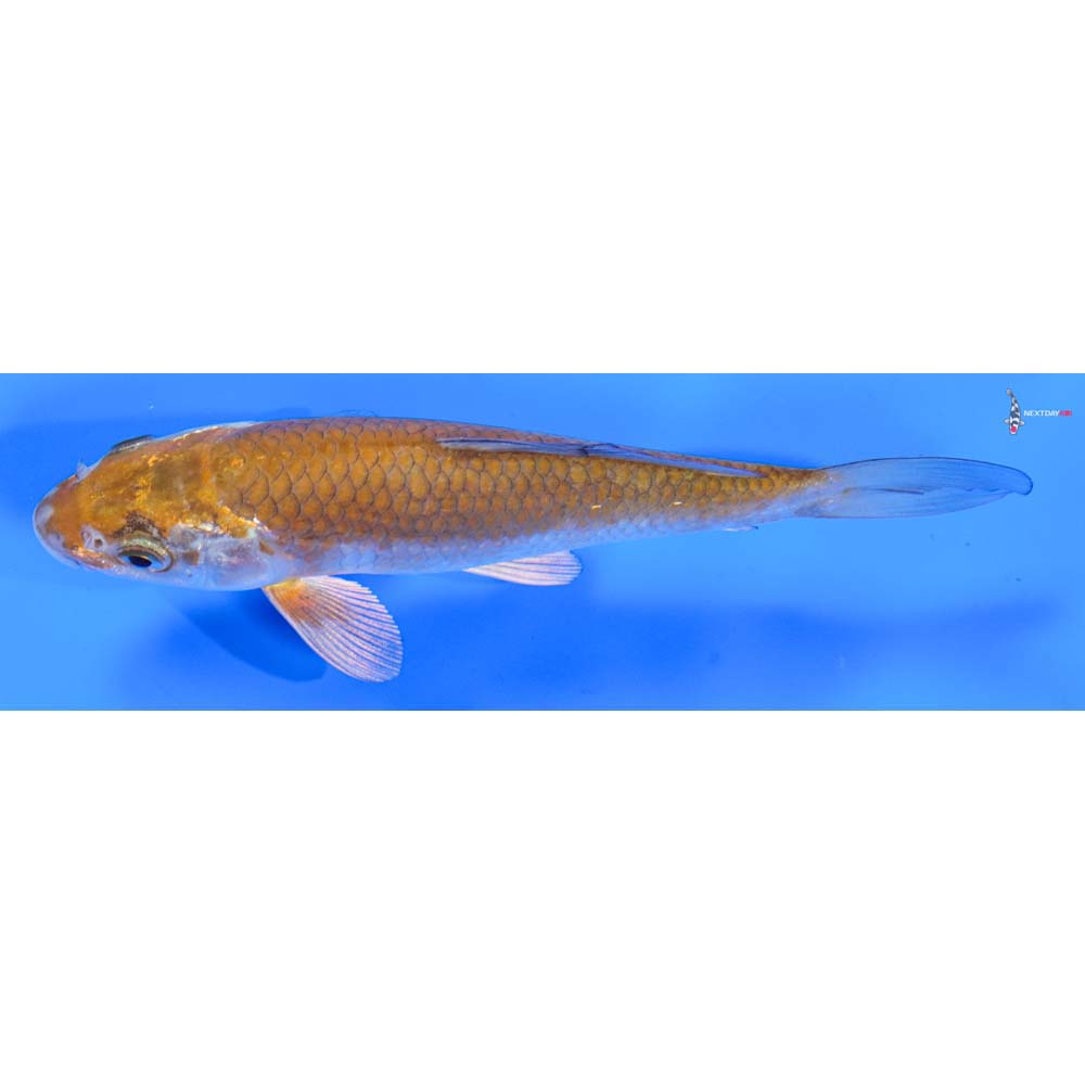 6” Imported Ochiba Shigure