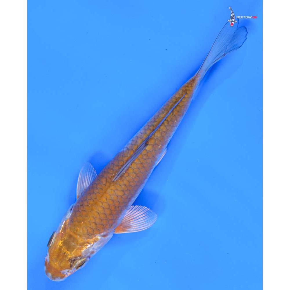 6” Imported Ochiba Shigure