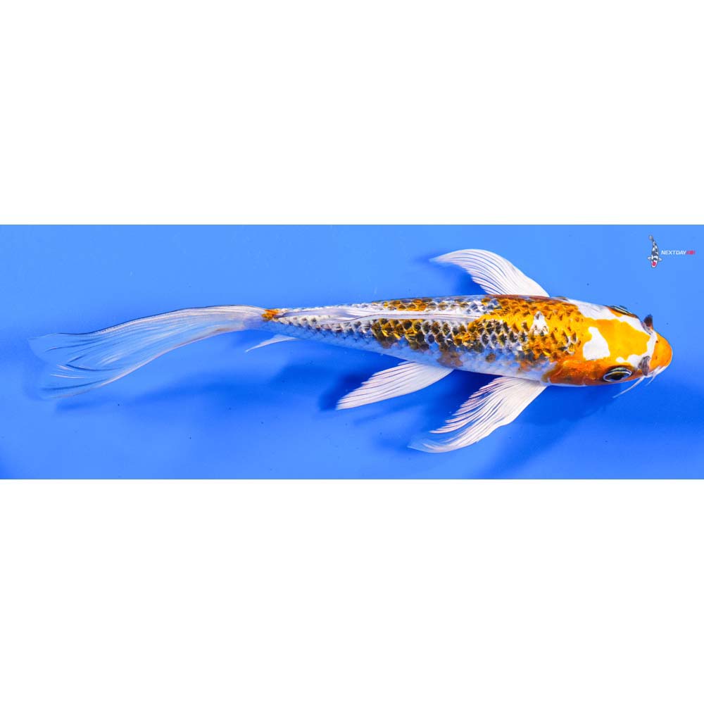 7” Imported Kujaku Butterfly Koi