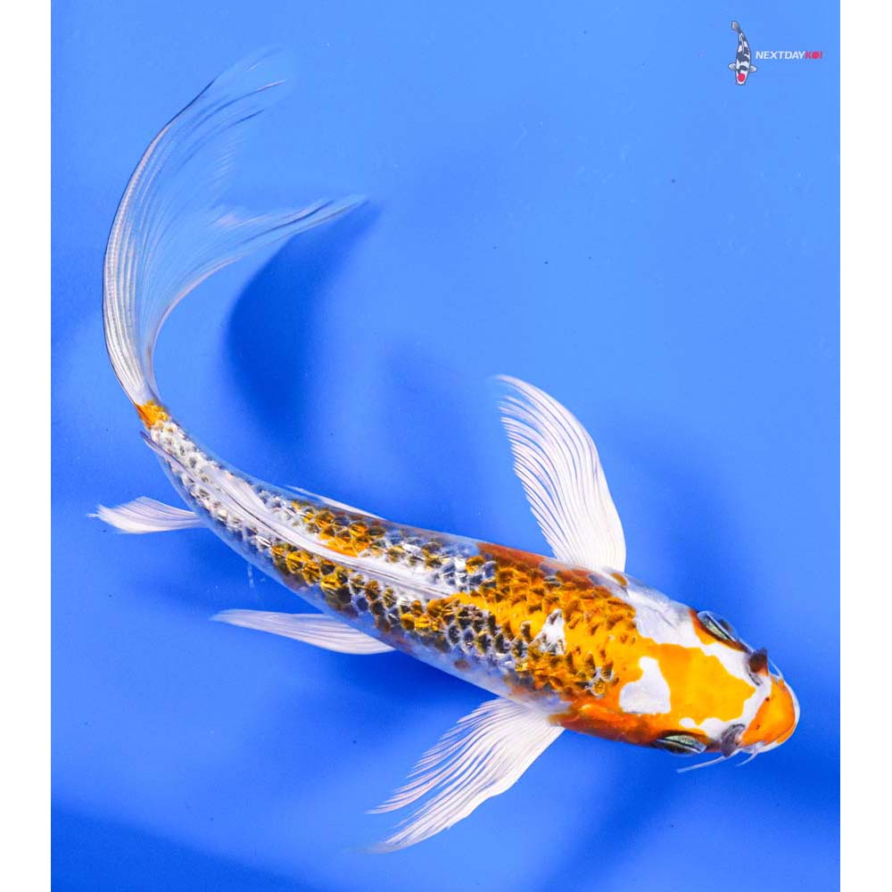 7” Imported Kujaku Butterfly Koi