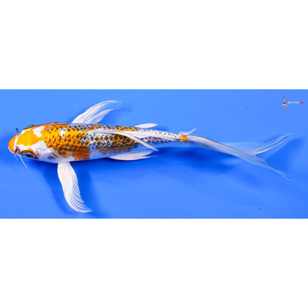 7” Imported Kujaku Butterfly Koi