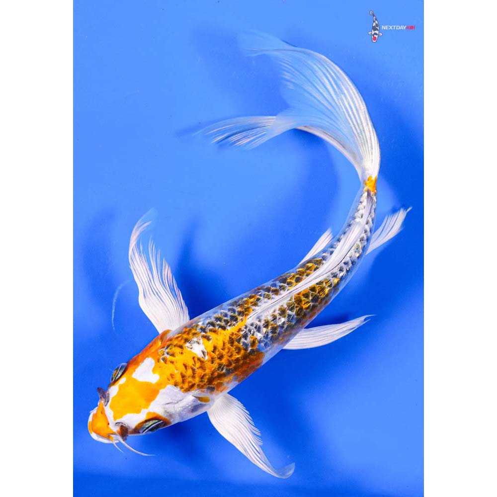 7” Imported Kujaku Butterfly Koi